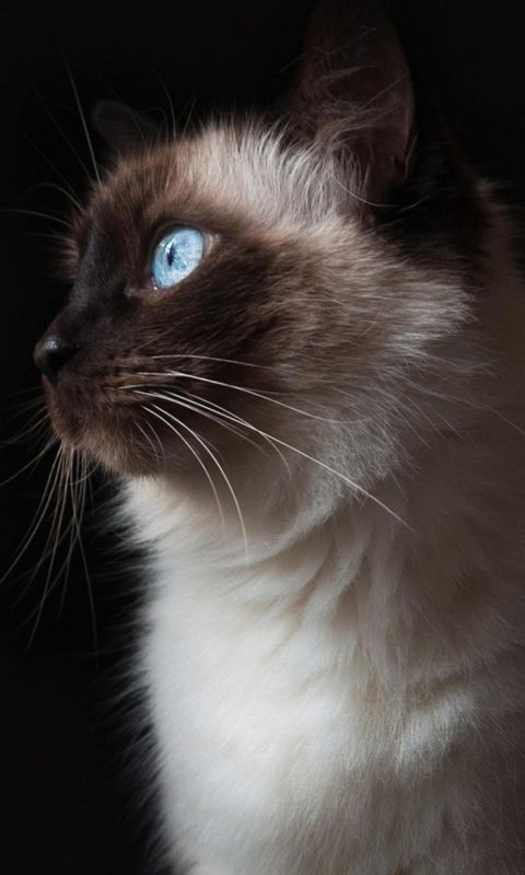 Z Wallpaper Full Hd      X      Smartphone Beautiful Cat