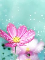 Beautiful Flower Wallpaper