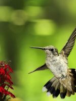 Beautiful Bird Samsung Galaxy S  Wallpaper