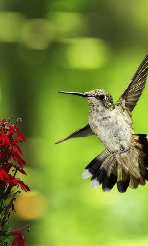 Beautiful Bird Samsung Galaxy S  Wallpaper