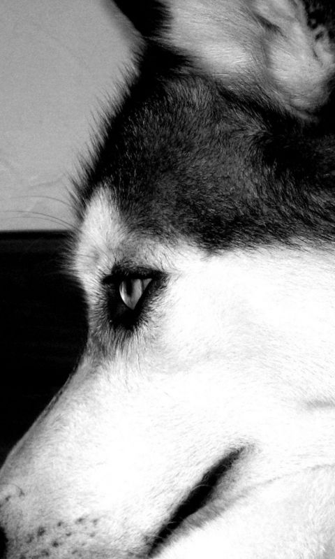 Yawning Wolf Animal IPhone Beautiful Wallpaper