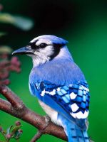Beautiful Blue Bird Samsung Galaxy S  Wallpaper