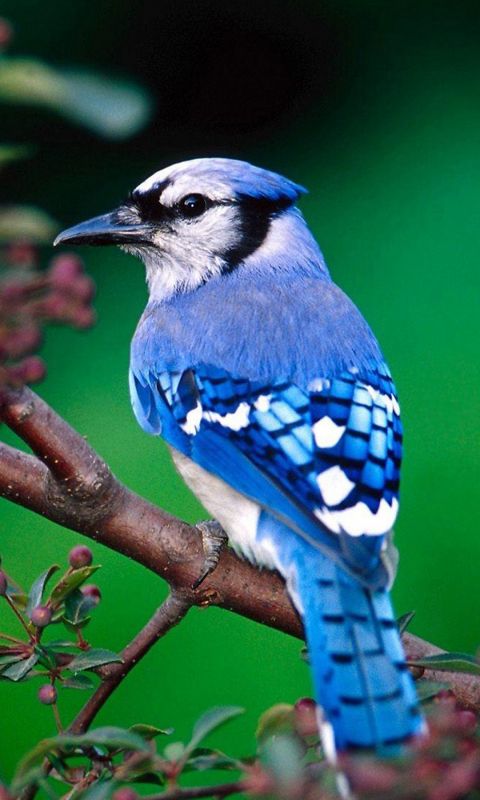 Beautiful Blue Bird Samsung Galaxy S  Wallpaper