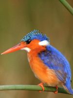 Beautiful Bird Samsung Galaxy S  Wallpaper