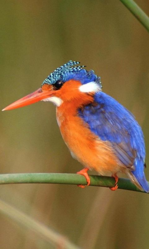 Beautiful Bird Samsung Galaxy S  Wallpaper