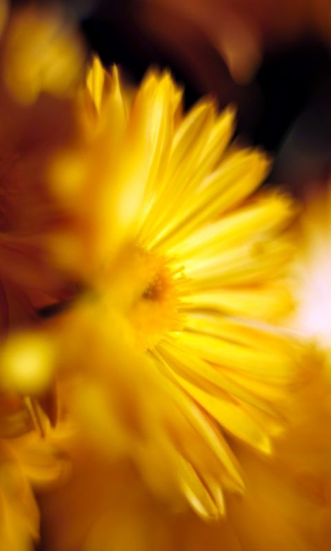 Beautiful Chrysanthemum Flowers Wallpapers Photos