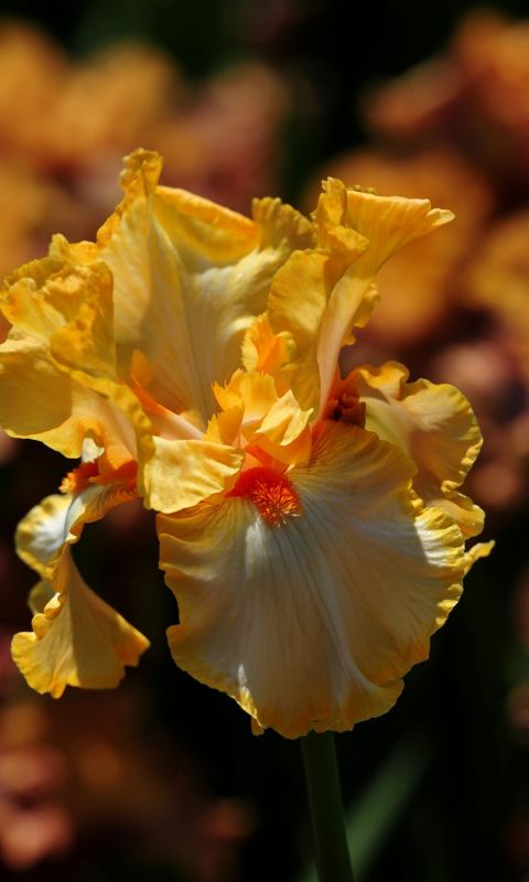 Beautiful Irises Flowers Wallpapers Photos