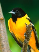 Bird Black Branch Beautiful           X