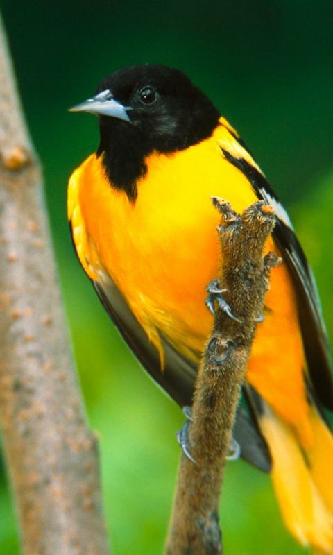 Bird Black Branch Beautiful           X