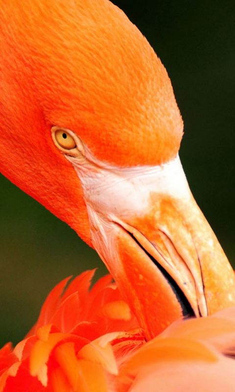 Beautiful Bird Samsung Galaxy S  Wallpaper