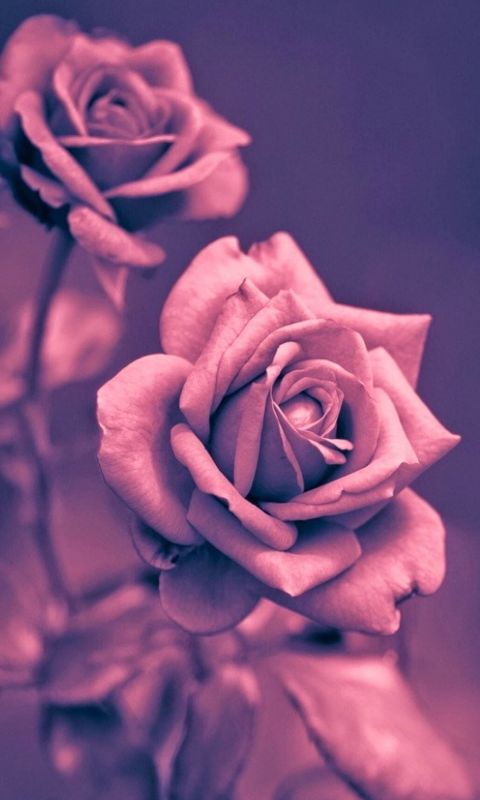 Beautiful Pink Rose Closeup Iphone   Wallpaper Ilikewallpaper Com