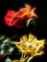 Beautiful Roses Flowers Wallpapers Pictures