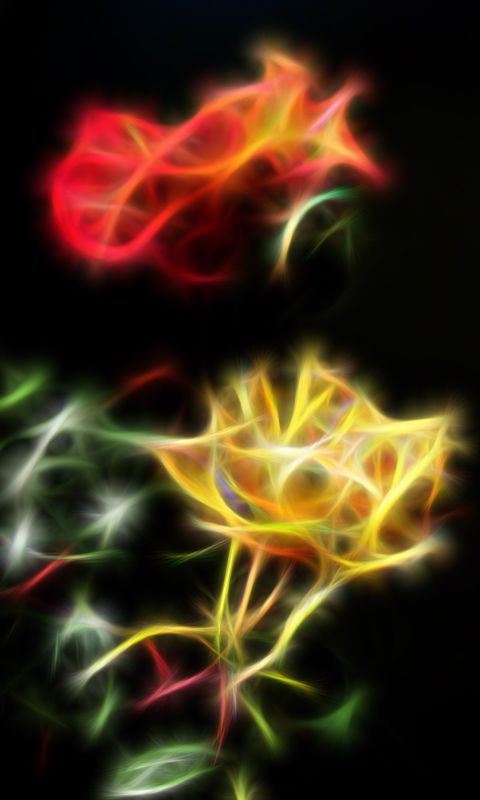 Beautiful Roses Flowers Wallpapers Pictures