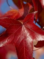 Leaves Beautiful Dark Sky Form Branch           X