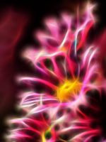 Beautiful Chrysanthemum Flowers Wallpapers Photos
