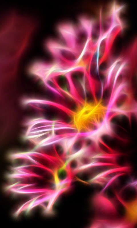 Beautiful Chrysanthemum Flowers Wallpapers Photos