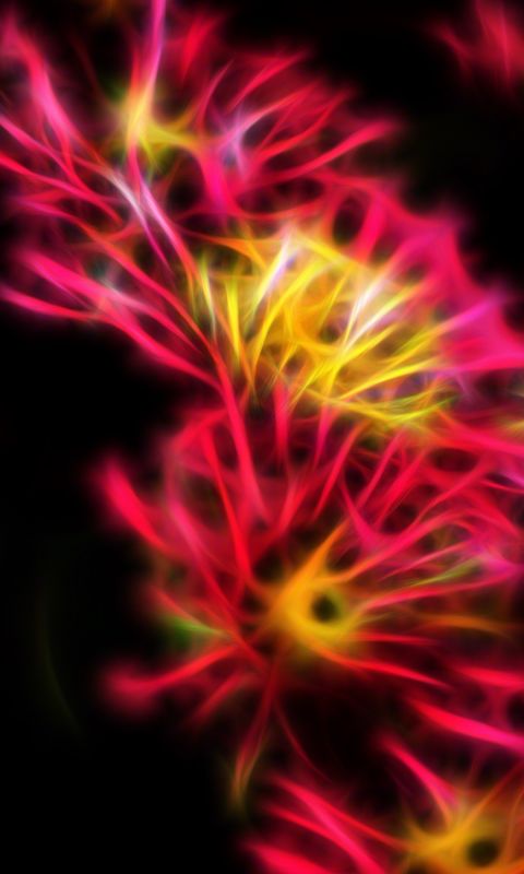 Beautiful Chrysanthemum Flowers Wallpapers Photos