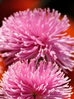 Beautiful Chrysanthemum Flowers Wallpapers Photos