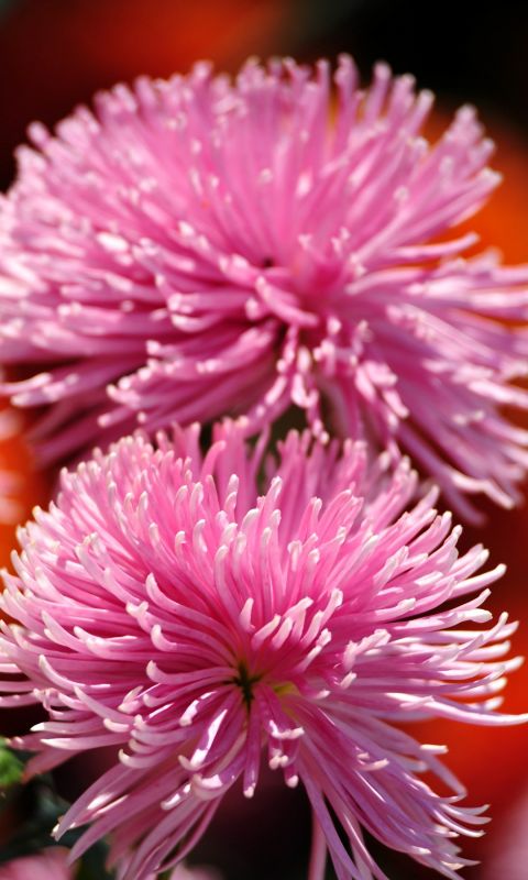 Beautiful Chrysanthemum Flowers Wallpapers Photos