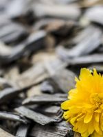 Beautiful Yellow Flowers Wood Top Uhd  K Wallpapers     X