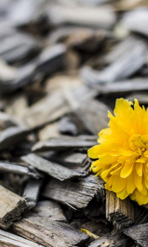 Beautiful Yellow Flowers Wood Top Uhd  K Wallpapers     X