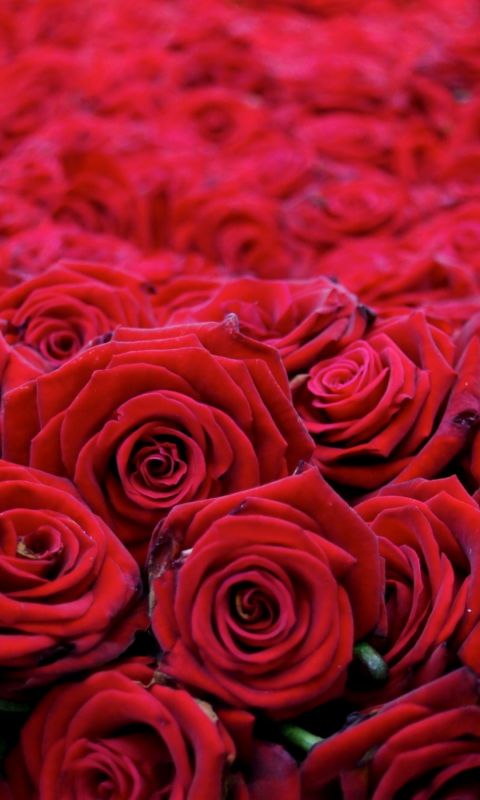 Roses Flowers Buds Red Many Beautiful           X