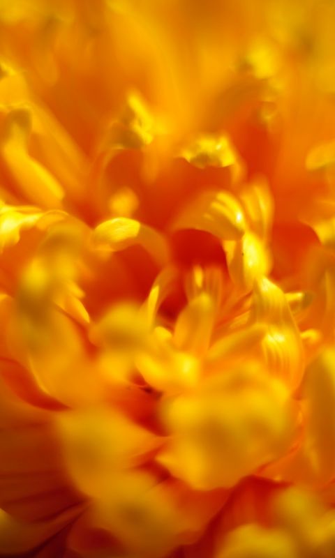 Beautiful Chrysanthemum Flowers Wallpapers Photos