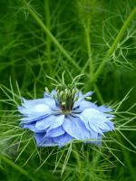 Blue Flower Beautiful Green Nature Top Wallpapers     X