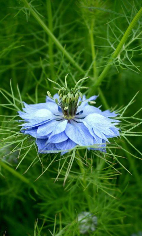 Blue Flower Beautiful Green Nature Top Wallpapers     X