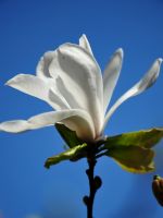 Beautiful Magnolia Flowers Wallpapers Photos