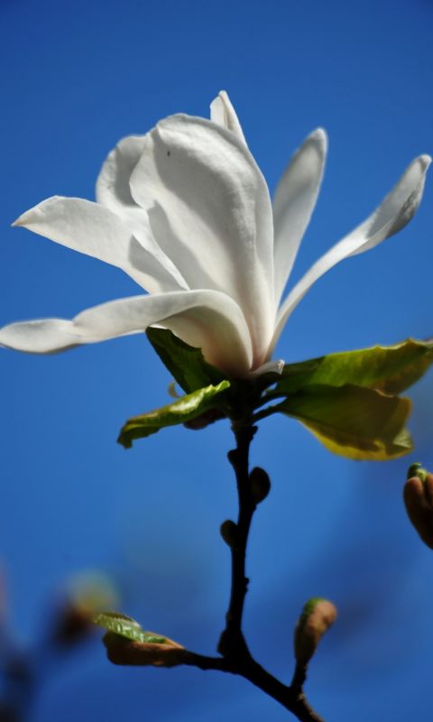 Beautiful Magnolia Flowers Wallpapers Photos