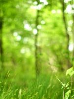 Beautiful Nature Wallpaper