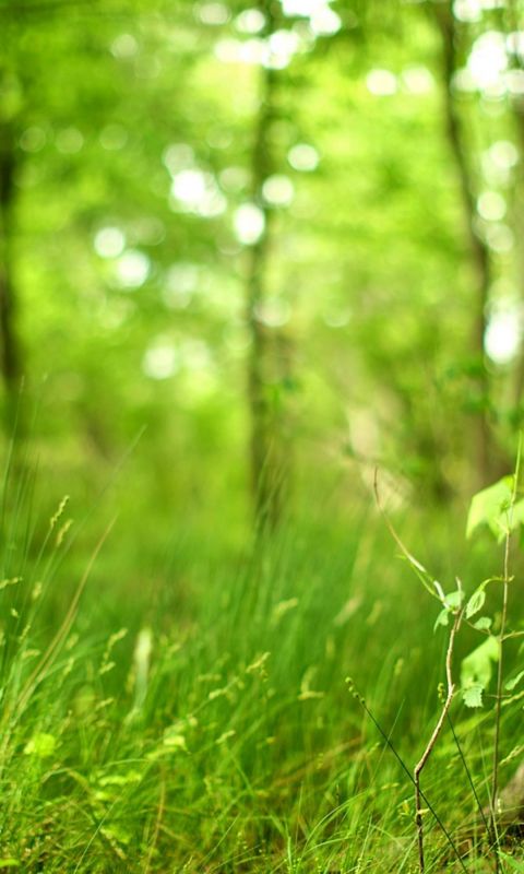 Beautiful Nature Wallpaper