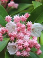Mountain Laurel Plant Flowers Beautiful Hd Wallpapers     X