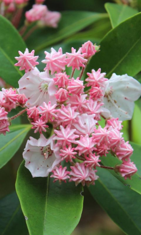 Mountain Laurel Plant Flowers Beautiful Hd Wallpapers     X