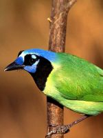 Beautiful Bird Samsung Galaxy S  Wallpaper