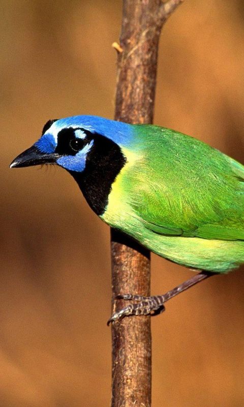 Beautiful Bird Samsung Galaxy S  Wallpaper