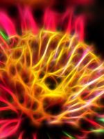 Beautiful Chrysanthemum Flowers Wallpapers Pictures