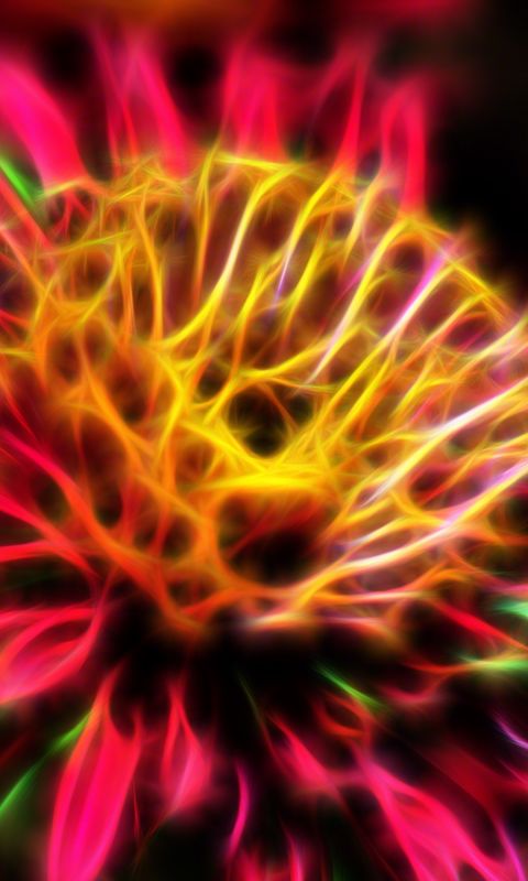 Beautiful Chrysanthemum Flowers Wallpapers Pictures