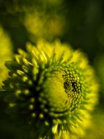Beautiful Chrysanthemum Flowers Wallpapers Pictures