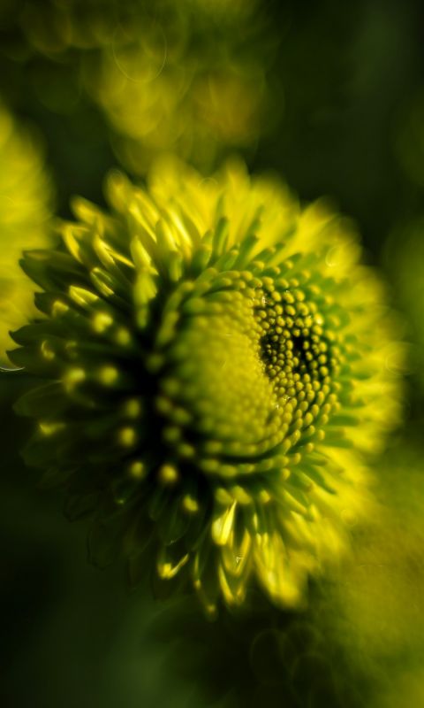 Beautiful Chrysanthemum Flowers Wallpapers Pictures