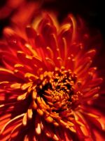 Beautiful Chrysanthemum Flowers Wallpapers Pictures