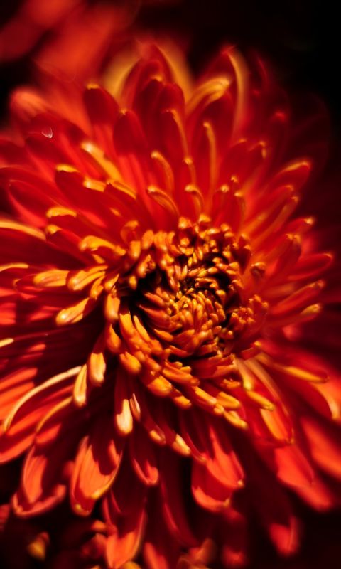 Beautiful Chrysanthemum Flowers Wallpapers Pictures