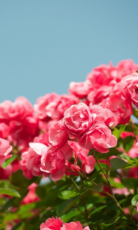 Roses Shrub Sky Sharpness Beautiful           X