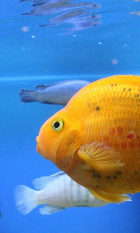 Fish Swim Beautiful           X
