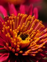 Beautiful Chrysanthemum Flowers Wallpapers Photos