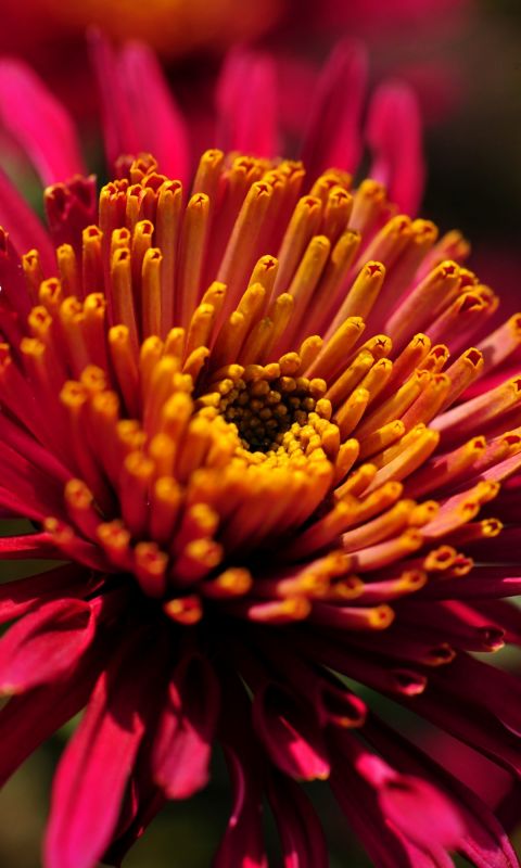Beautiful Chrysanthemum Flowers Wallpapers Photos