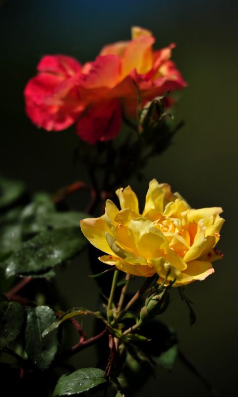 Beautiful Roses Flowers Wallpapers Pictures