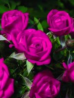 Roses Flowers Bouquet Beautiful Blur Green           X