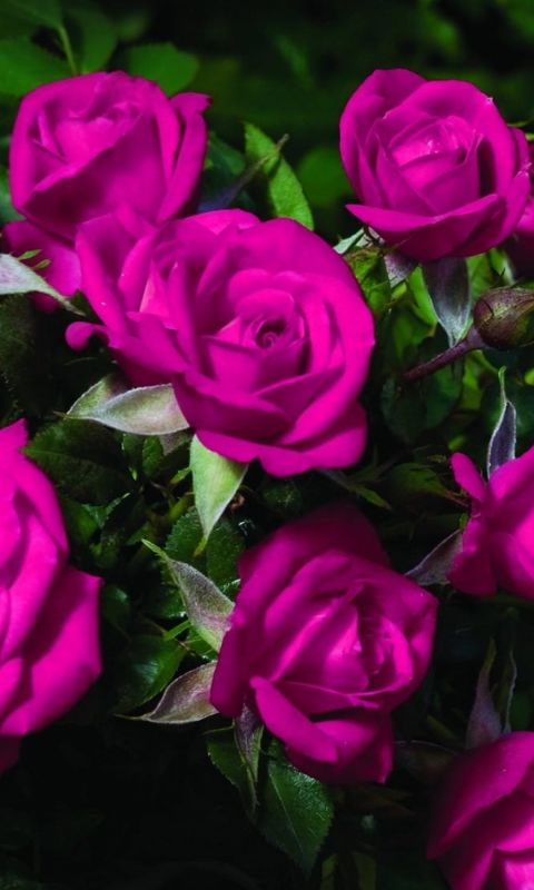 Roses Flowers Bouquet Beautiful Blur Green           X